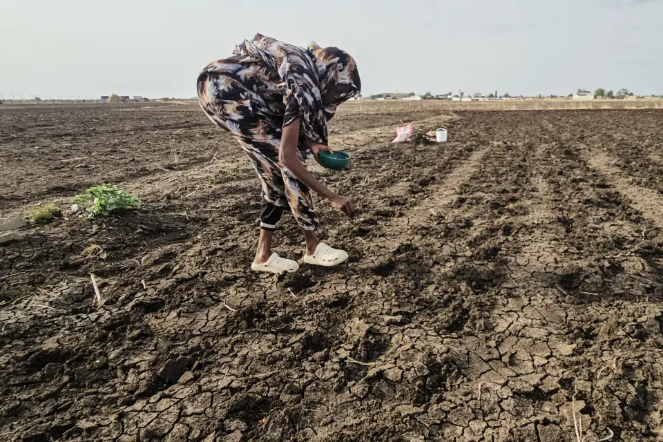 الجفاف يخنق سلة غذاء السودان.. انحسار الغطاء النباتي في ولايات الجزيرة والنيل الأبيض والقضارف
