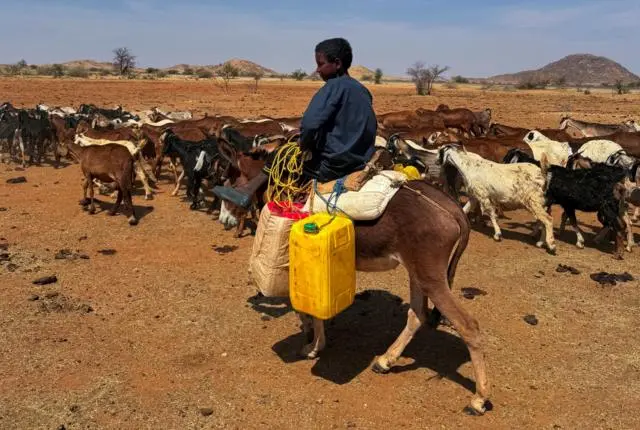 راعٍ صغير يركب حماراً بينما يقود قطيعاً من الأغنام في ولاية شمال كردفان في السودان.